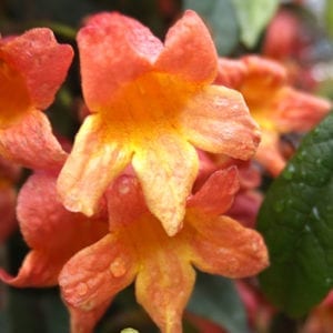 Tangerine Beauty Crossvine Calloway S Nursery