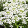 Alyssum