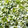 Alyssum