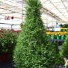 Rosemary Tree in garden center close up of foliage