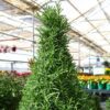 Rosemary Tree tabletop in greenhouse