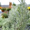 Close up of Lavender Tree