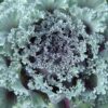 Ornamental Kale