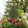 rosemary cone on tabletop display