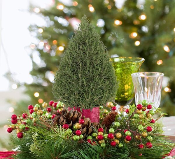 rosemary cone on tabletop display