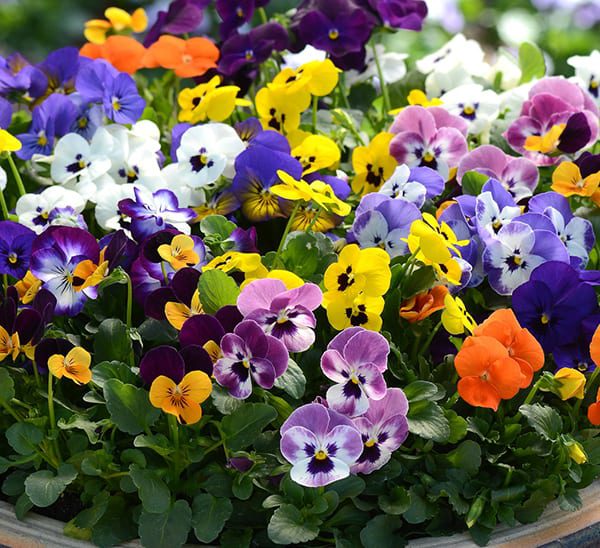 Kejora Edible Flower Viola - 100 Count (Pack of 2) Ship FedEx Next Day AIR