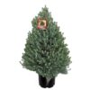 Italian Stone Pine