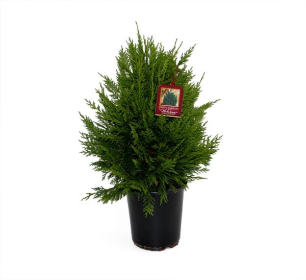 Leyland Cypress | Calloway's Nursery