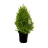 Lemon Cypress