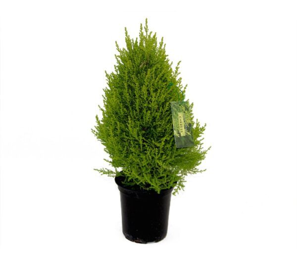 Lemon Cypress