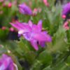 Christmas Cactus Purple Blooms