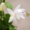 Christmas Cactus White Blooms