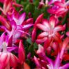 Christmas Cactus Assorted Mix