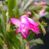 Christmas Cactus Lavender