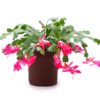 Christmas Cactus Red