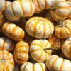 Baby Tiger Striped Pumpkin