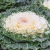 Ornamental Kale