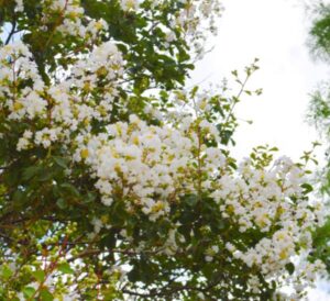 white crapemyrtle blooms