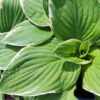 hosta