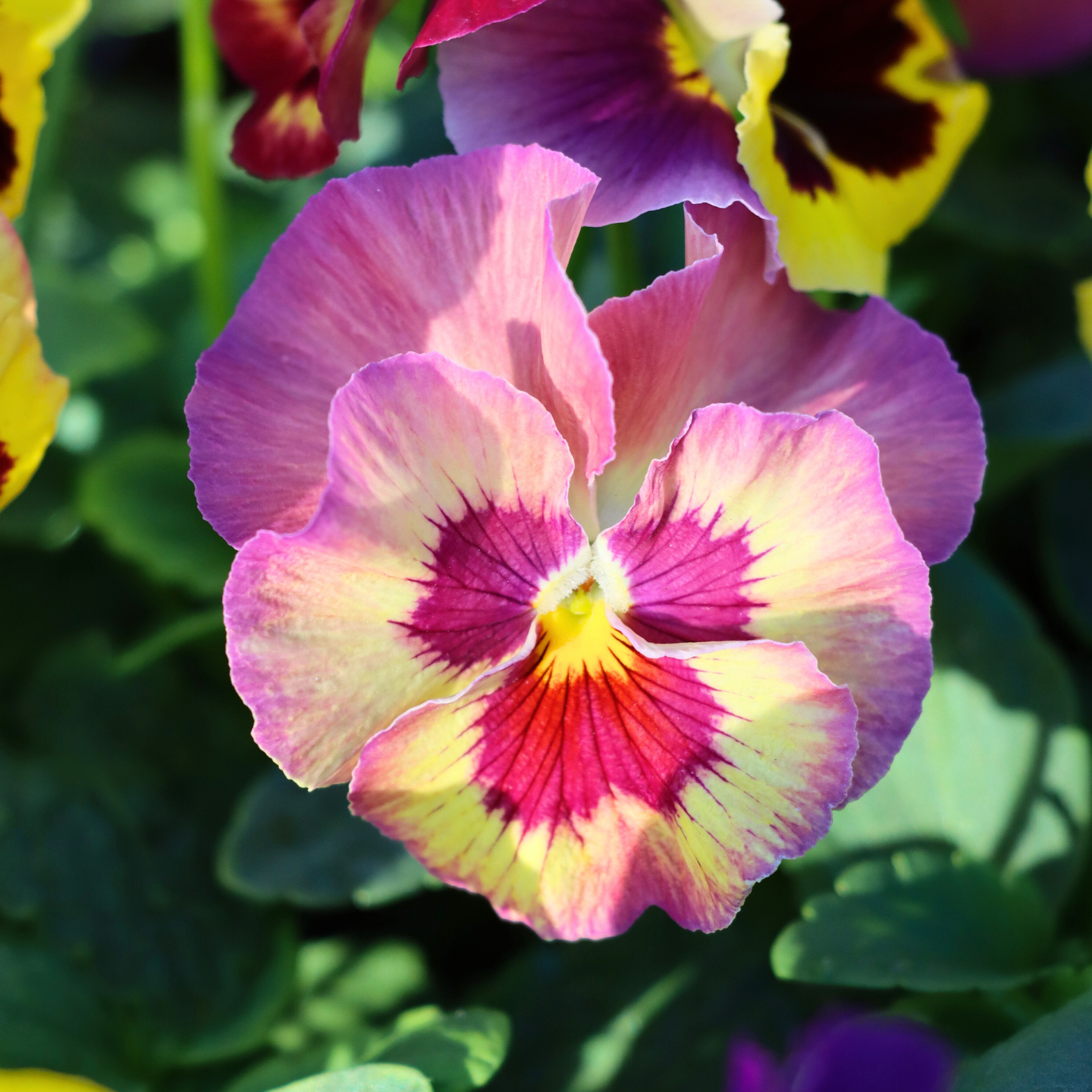 Blotch Pansy