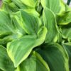 hosta