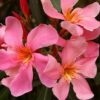 Oleander