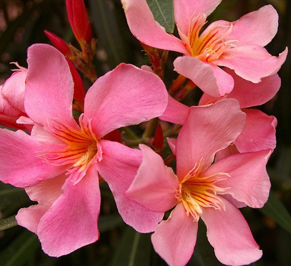 Oleander