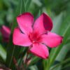 Oleander