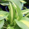 hosta