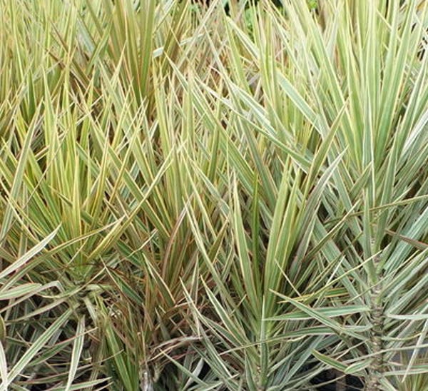 Dracaena Marginata