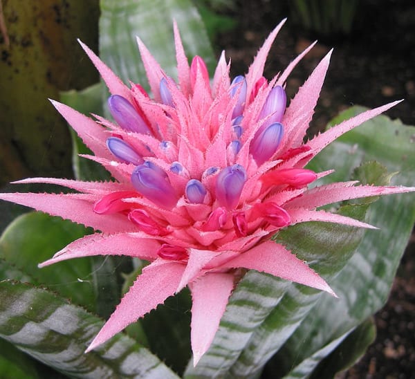 Aechmea Houseplants: Bromeliads | Calloway's