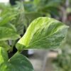 Pothos Ivy