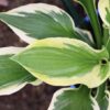 hosta