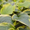 hosta