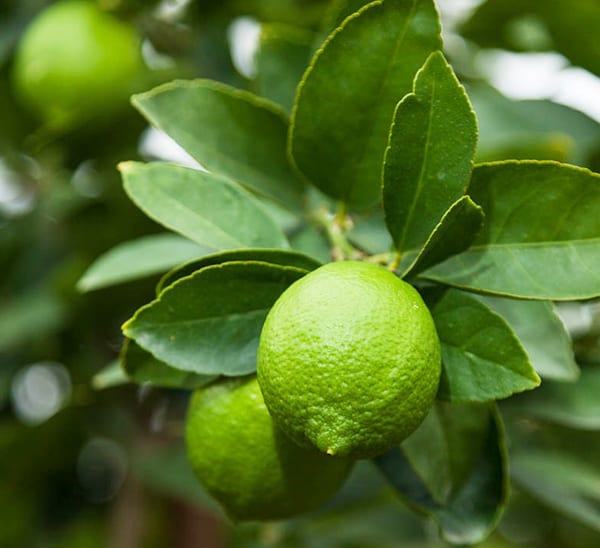 Lime Trees | Calloway's Nursery