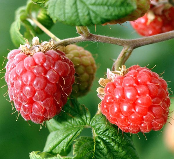 Raspberries - Calloway's Nursery