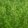 Close up of Rosemary Herb leaves