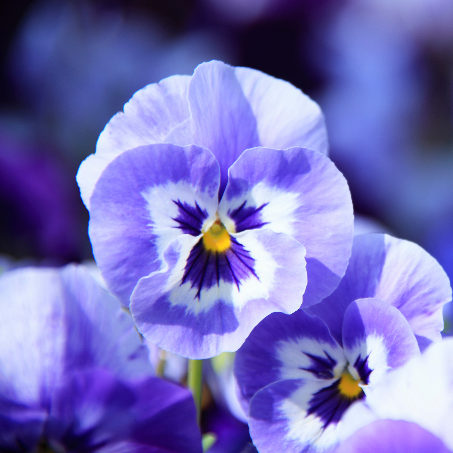 planting pansies