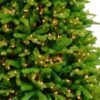 Canadian Balsam Fir 12' Clear Lights