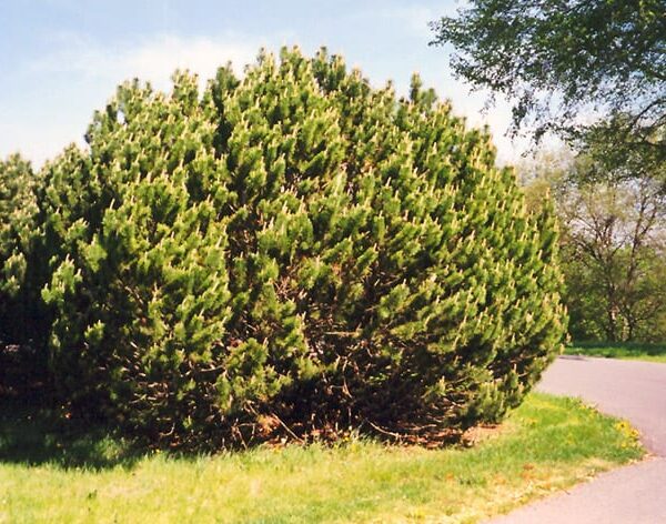 mugo pine