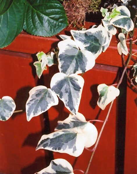 variegated English ivy