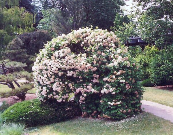 Snowball Viburnum