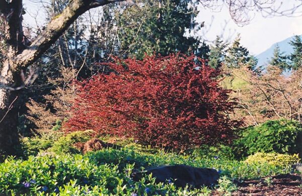 rose glow Japanese barberry