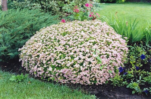 little princess spirea