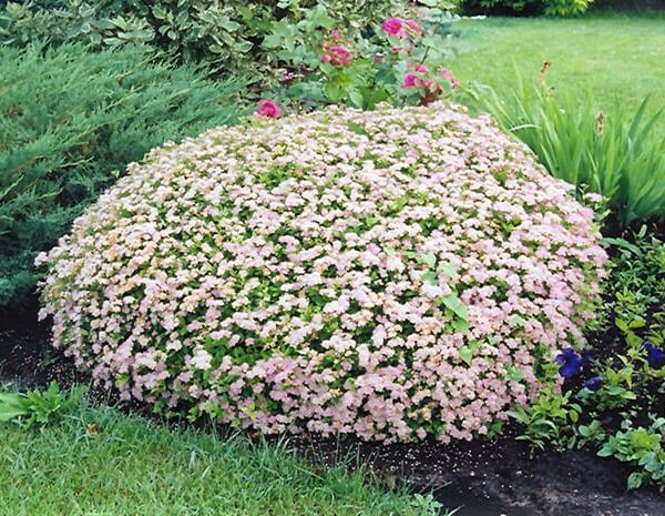 Little Princess Spirea