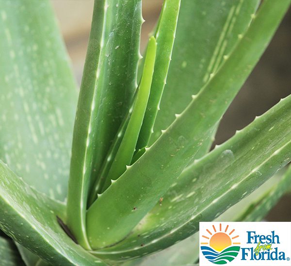Aloe Vera Plant : Houseplants Calloway's Nursery