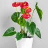 Anthurium