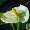 Anthurium