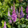 Astilbe