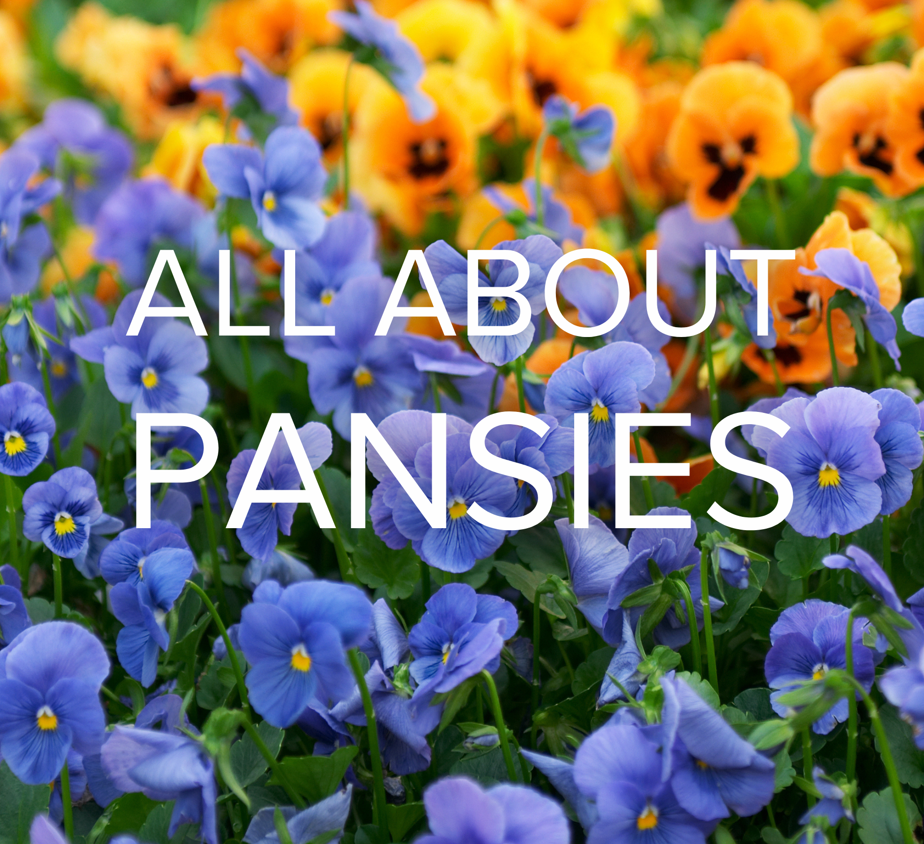 All About Pansies text on top of mix of matrix pansies